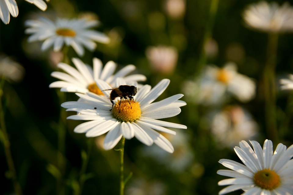 Nature fleurir usine prairie
