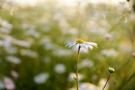 Landscape nature grass branch Photo