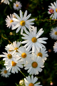 Nature blossom plant flower Photo