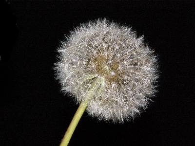 Nature blossom plant white Photo