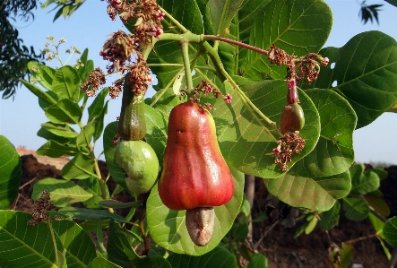 Baum anlage frucht blume Foto