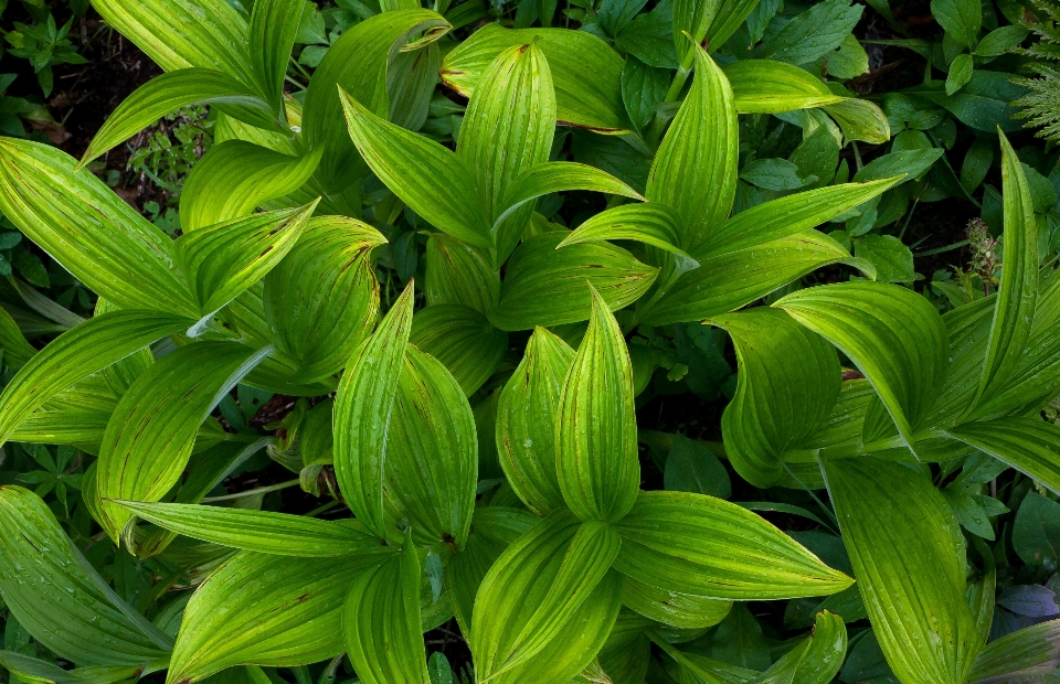 Anlage blatt blume wild