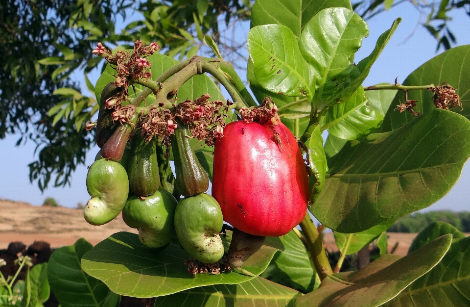 Pohon tanaman buah bunga