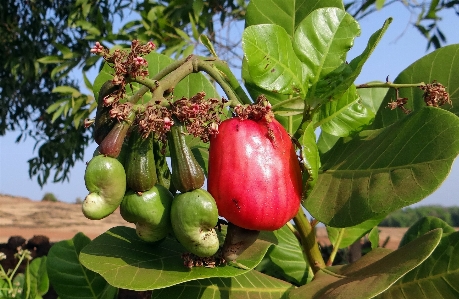 Foto Albero pianta frutta fiore