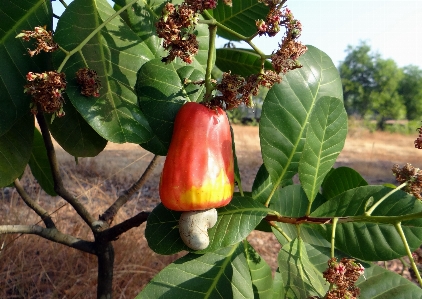 Foto Albero pianta frutta fiore