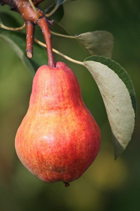 Apple albero natura ramo