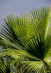 Tree grass branch plant Photo