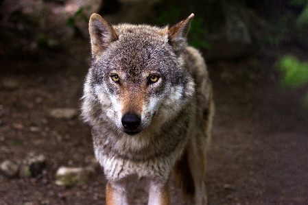 Forest view animal wildlife Photo