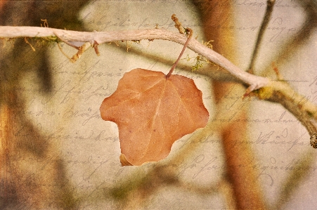 Tree nature branch plant Photo