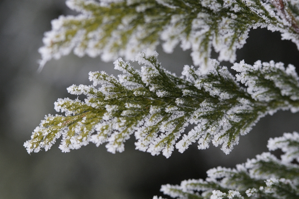 árvore natureza filial florescer