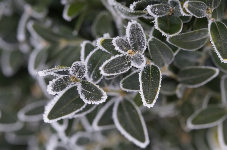 Tree nature branch snow Photo