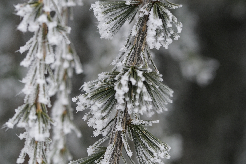 Tree nature branch snow