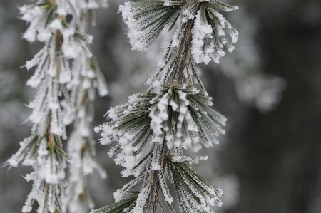 Tree nature branch snow Photo