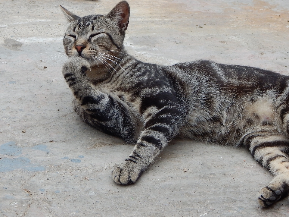 思维 宠物 小猫 猫