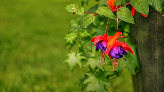 Nature blossom bird plant Photo