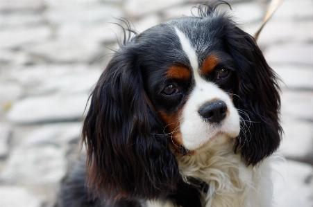 Foto Cachorro bonitinho canino
 olhando