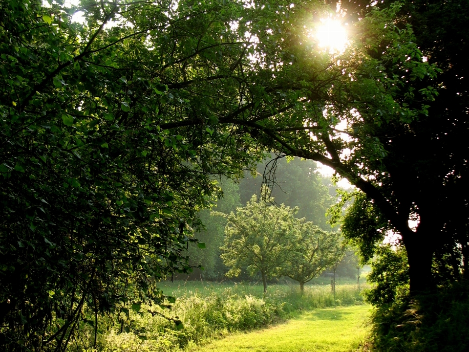 Tree nature forest grass