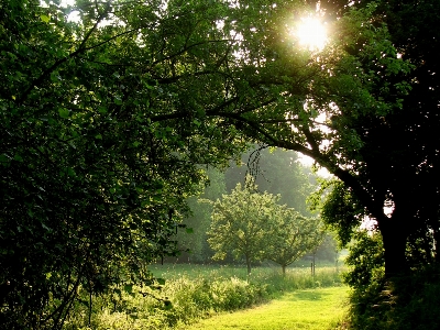 Tree nature forest grass Photo