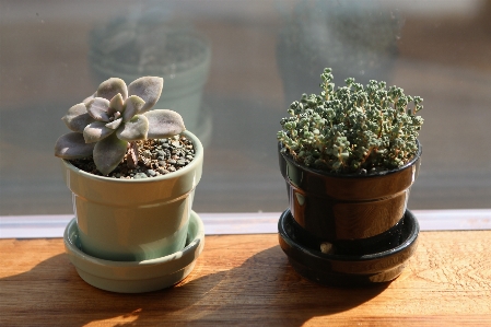 植物 花 緑 生産 写真