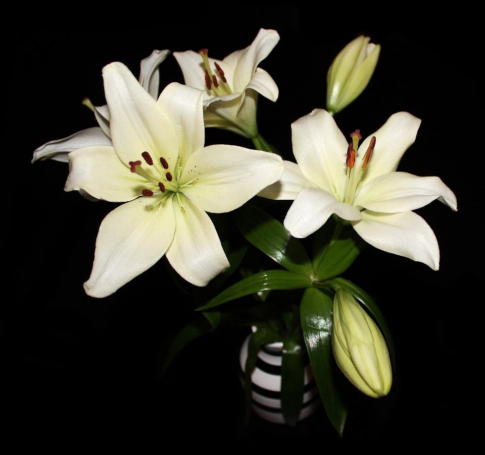 Blossom plant white flower