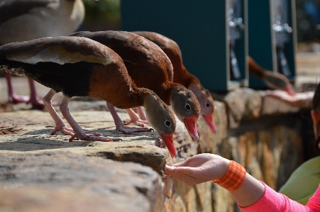 自然 シルエット 野生動物 動物園 写真