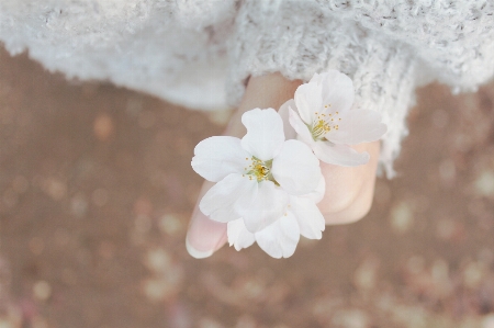 Nature branch blossom plant Photo