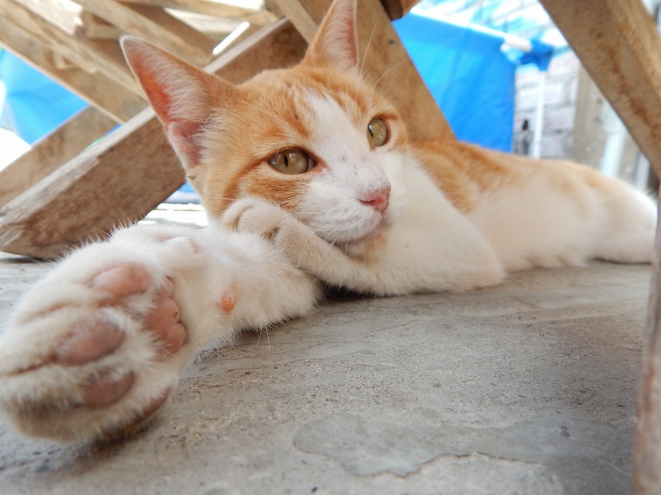 Animale domestico gattino gatto mammifero