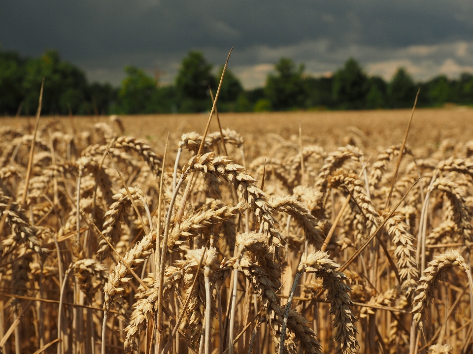 Natur gras anlage feld