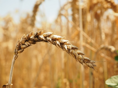 Nature grass branch plant Photo