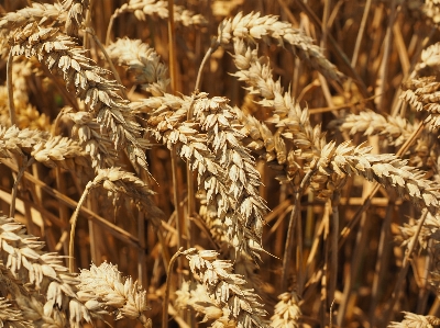 Nature grass plant field Photo