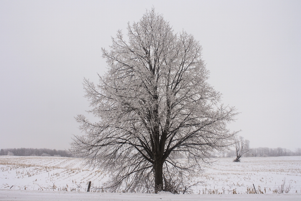 Paesaggio albero natura foresta