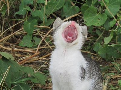 Foto Fauna silvestre arbusto gatito gato