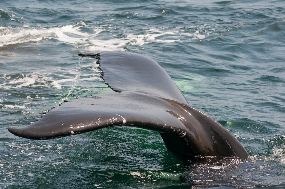 Laut biologi mamalia california