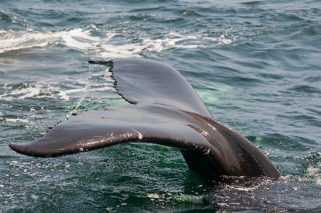 Sea ocean biology mammal Photo