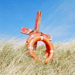 Beach grass sand plant Photo