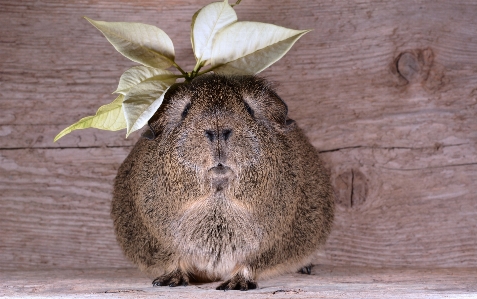 Foto Florescer animal bonitinho animais selvagens