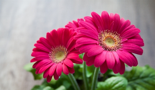 自然 花 植物 女性 写真