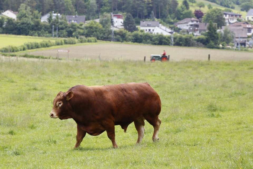 Grass field farm meadow