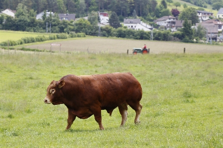 Foto Erba campo azienda agricola prato
