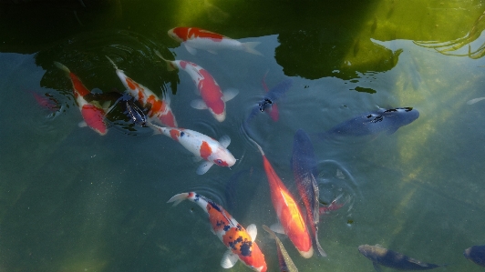 Pond biology park fish Photo