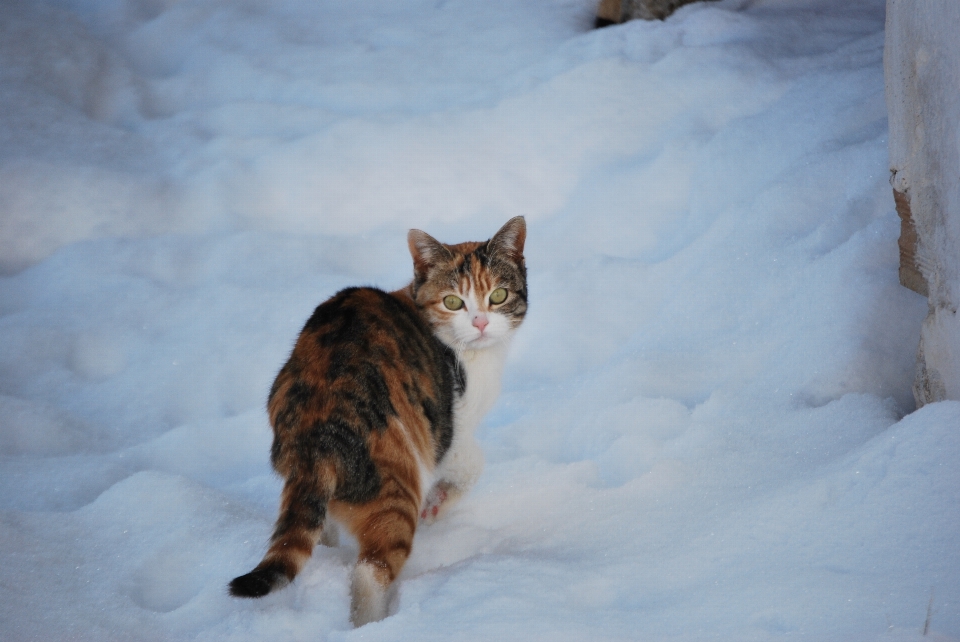 Neve inverno gatinho gato