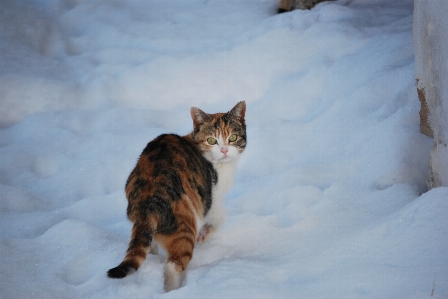 雪 冬 子猫 猫 写真