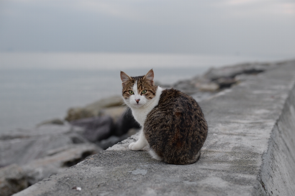 海滩 小猫 猫 哺乳动物