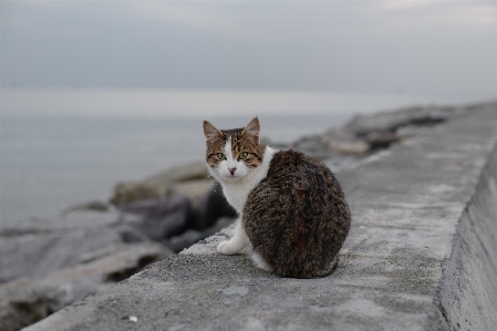 Foto Praia gatinho gato mamífero