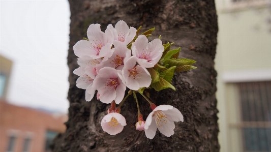 Branch blossom plant wood Photo