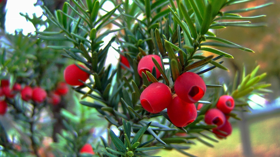 Baum zweig anlage frucht