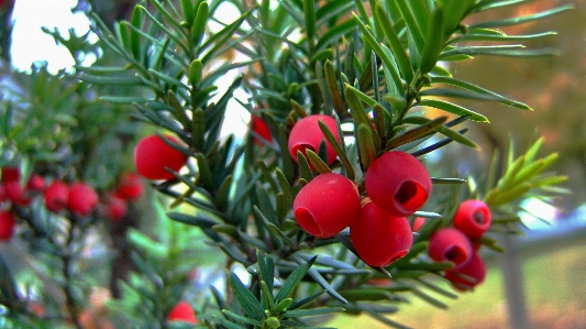 Tree branch plant fruit Photo