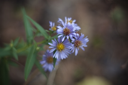 Natur blüte anlage fotografie Foto