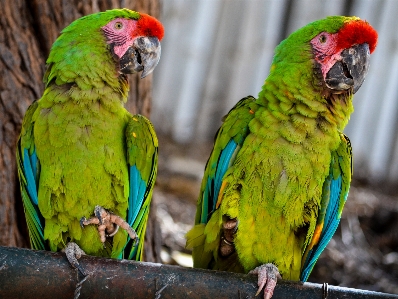 Photo Oiseau vert le bec jaune