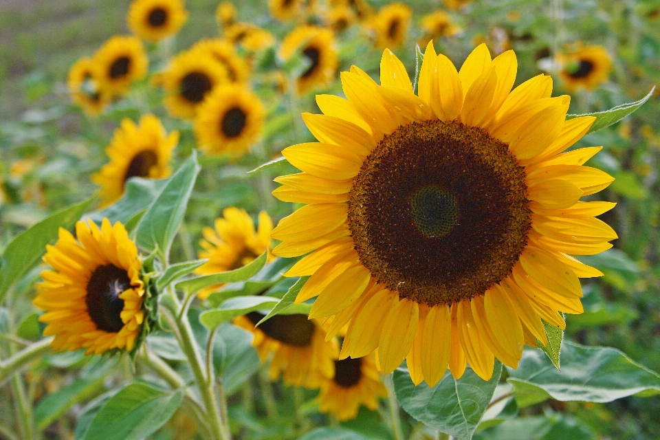 Natur anlage feld blume